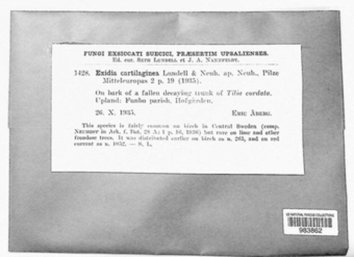 Exidia cartilaginea image